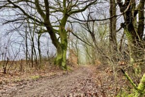 verschlungene Wanderwege im Kühlungsborner Stadtwald und in der Umgebung